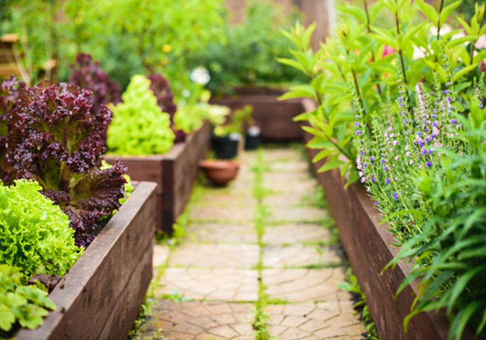 The Benefits Of Deep Root Raised Beds